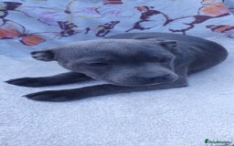 Staffordshire Bull Terrier dogs for sale: KC registeres Staffordshire bull terrier puppies - Image 2