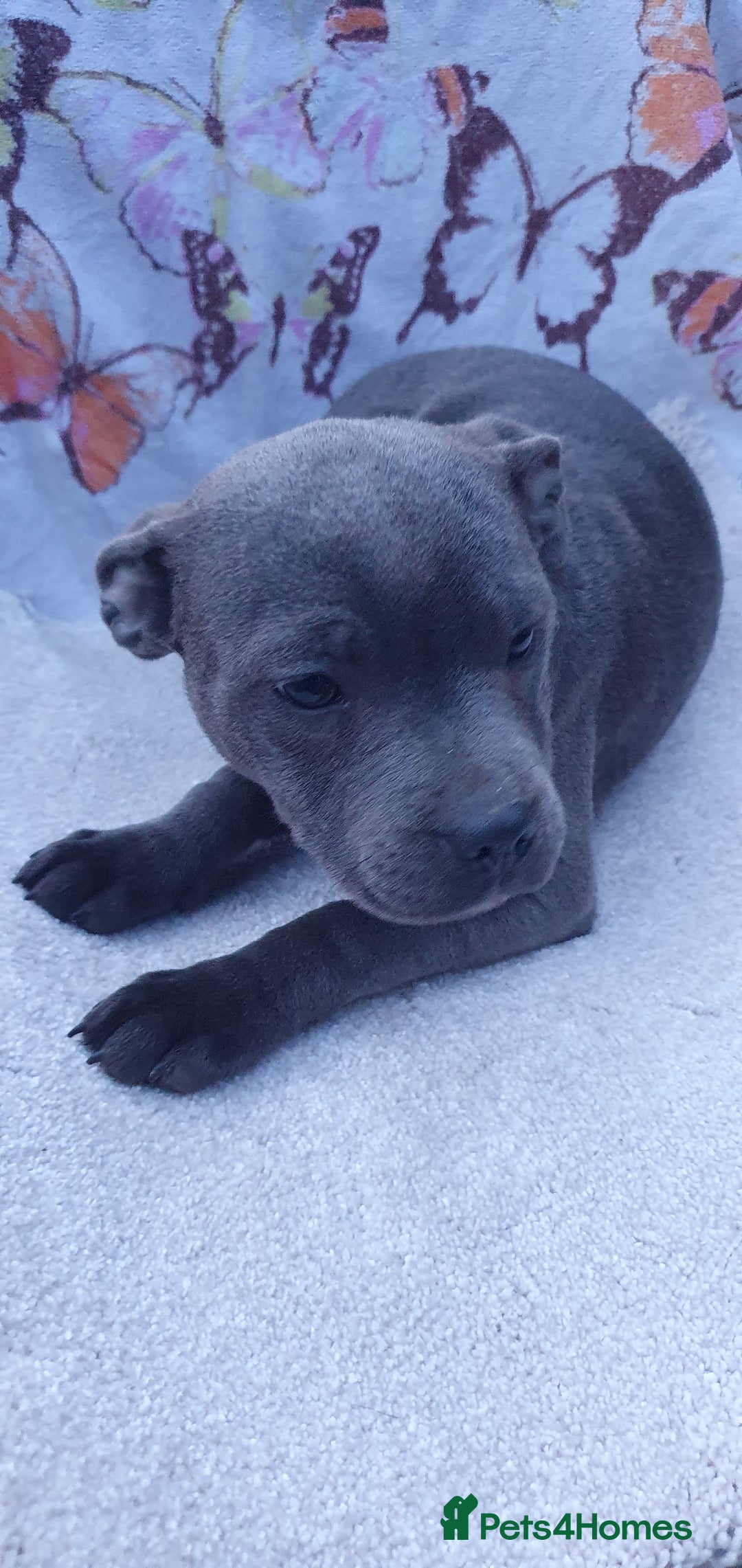Staffordshire Bull Terrier dogs for sale: KC registeres Staffordshire bull terrier puppies - Image 2