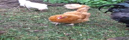 Chickens poultry for sale: Mixed point of lay chickens  - Advert 2