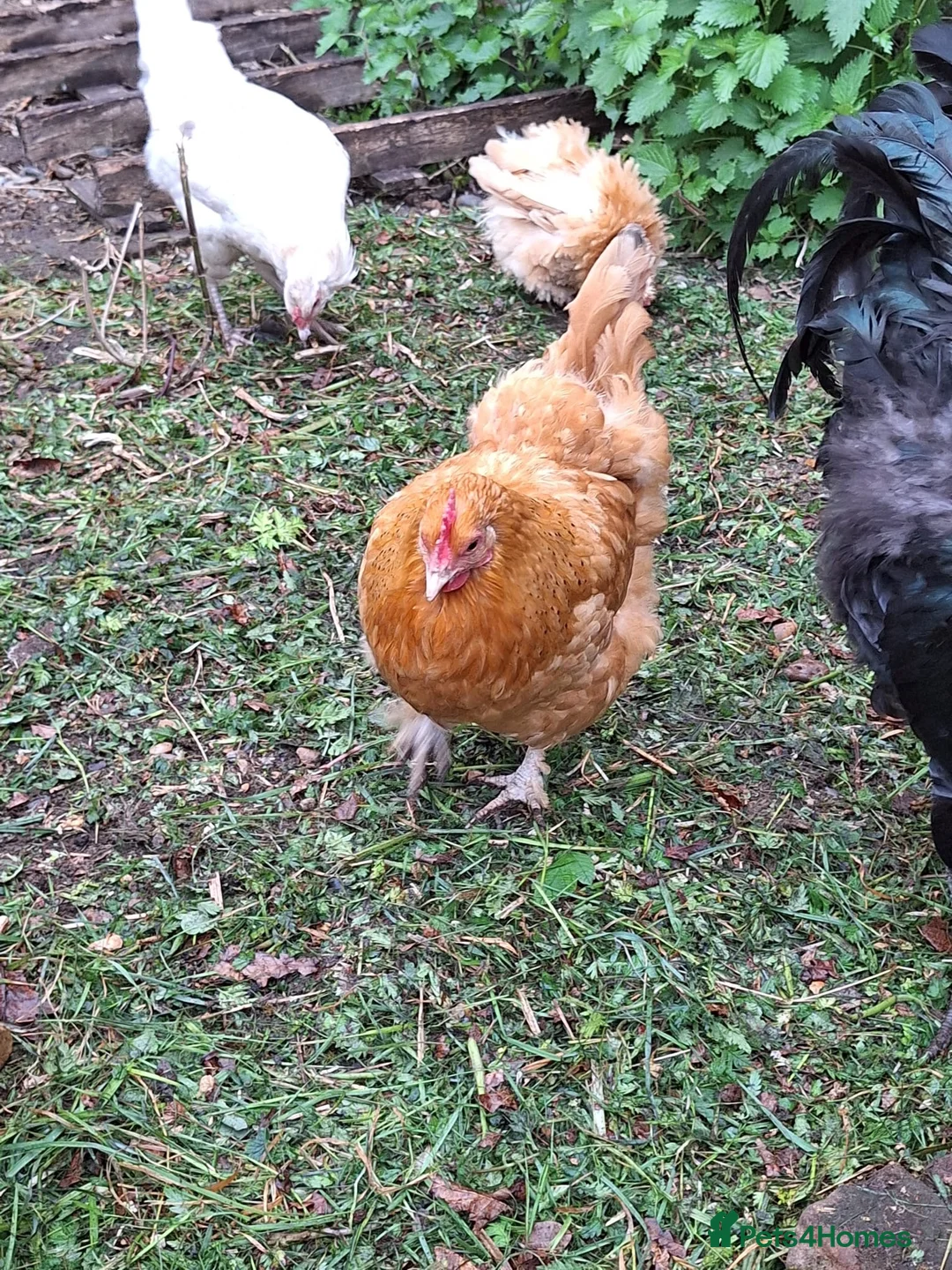 Chickens poultry for sale: Mixed point of lay chickens  - Advert 2