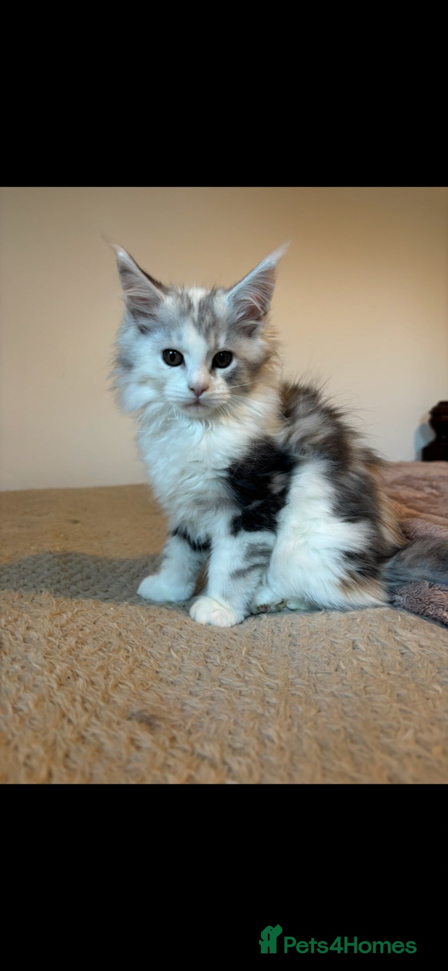 Maine Coon cats Stunning litter of Maine coon babies!  - Advert 1