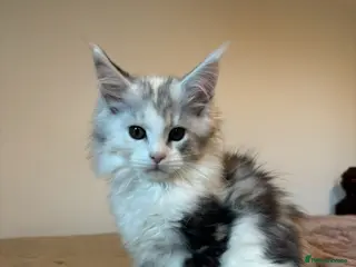 Maine Coon cats Stunning litter of Maine coon babies! - Advert 1