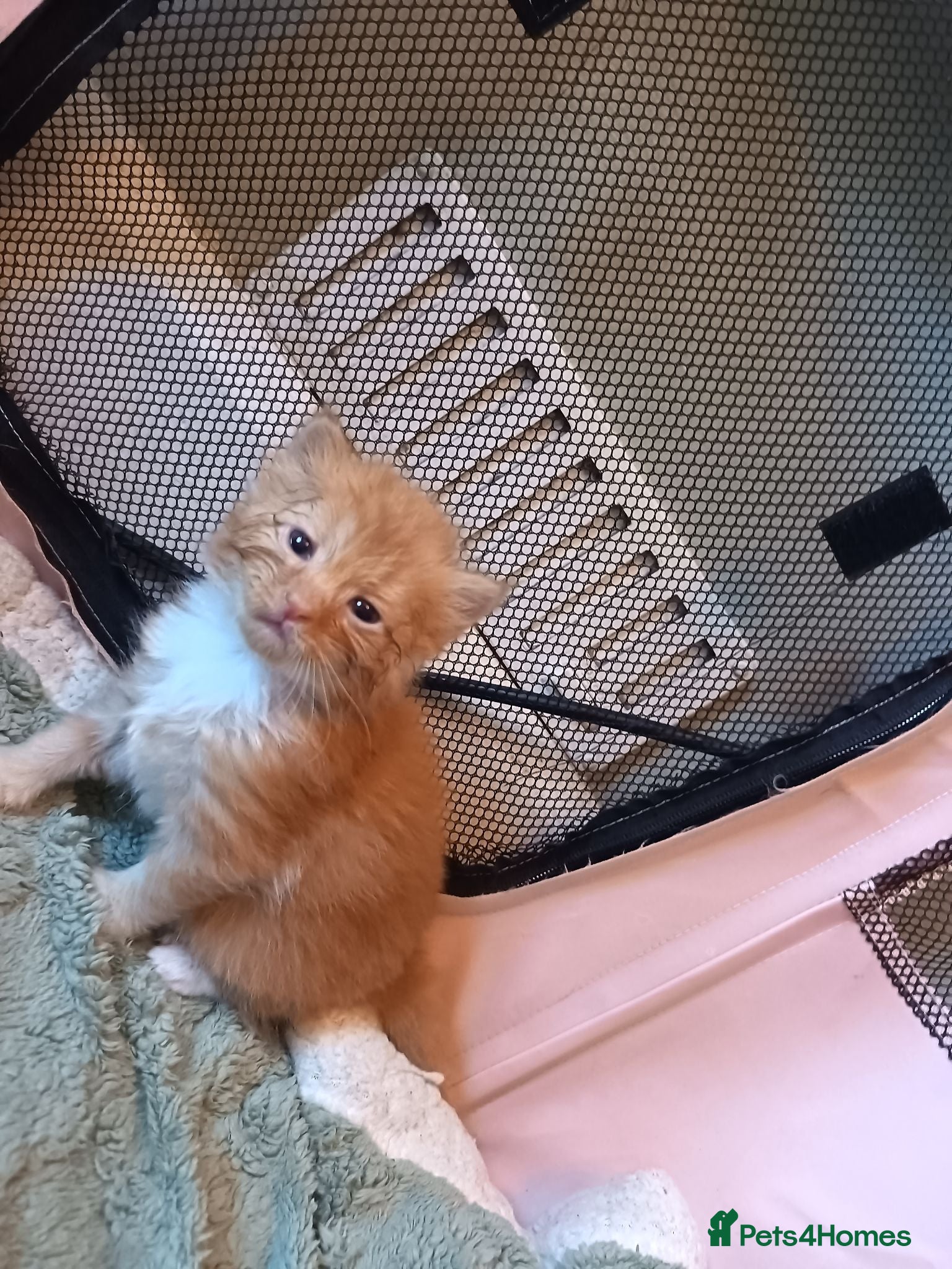 Mixed Breed cats Beautiful long haired kittens - Advert 6