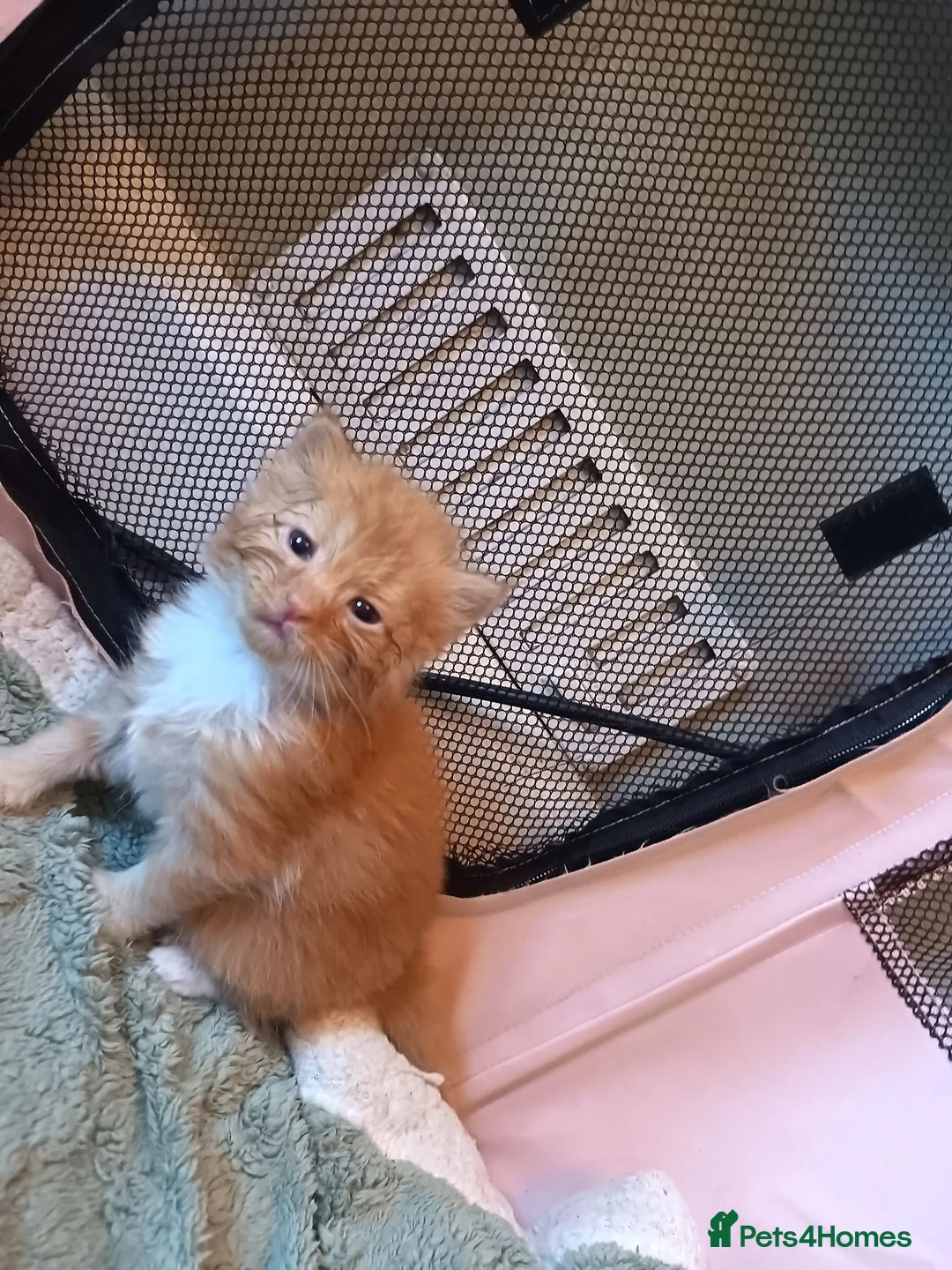 Mixed Breed cats for sale: Beautiful long haired kittens - Advert 1