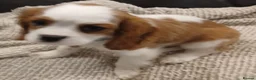 Cavalier King Charles Spaniel dogs for sale: Handsome Cavalier King Charles Spaniel Puppies  - Advert 4