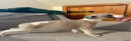 Whippet dogs for sale: Whippet pups  - Advert 3