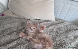 Maine Coon cats for sale: Beautiful full Maine Coon kittens ready now 😻 - Image 14