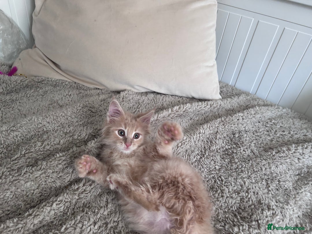 Maine Coon cats for sale: Beautiful full Maine Coon kittens ready now 😻 - Image 14