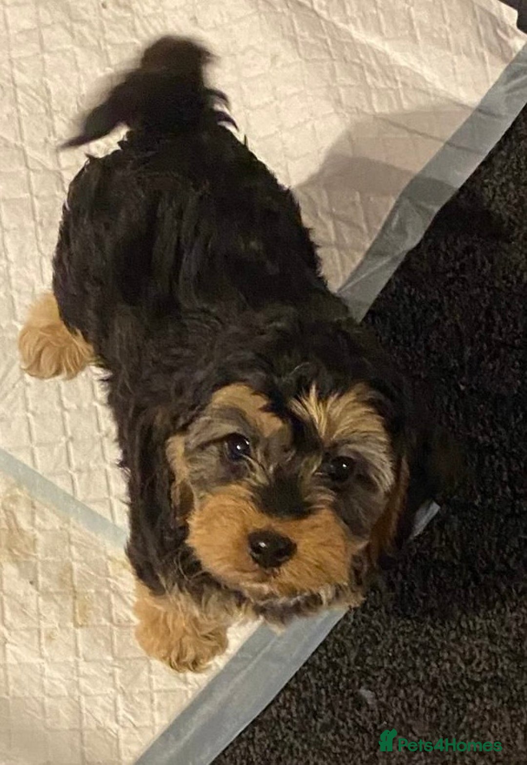 Cockapoo dogs for sale: ADORABLE COCKAPOO PUPPIES  - Advert 21