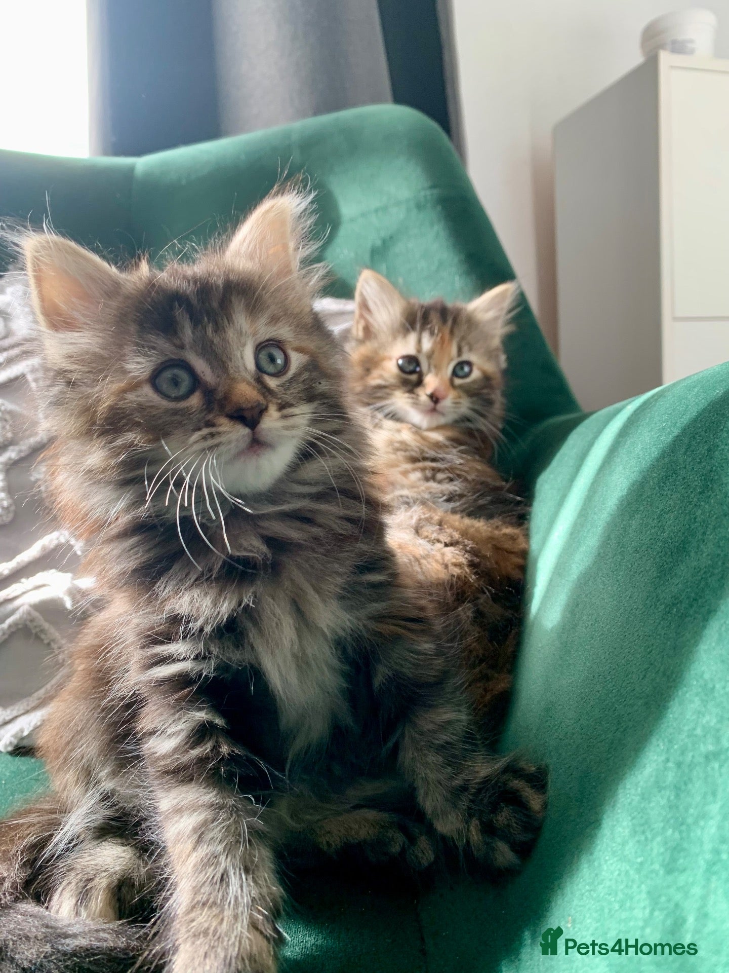 Mixed Breed cats longhaired female kittens (half Ragdoll mother)  - Advert 15