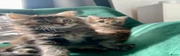 Mixed Breed cats for sale: longhaired female kittens (half Ragdoll mother)  - Advert 3