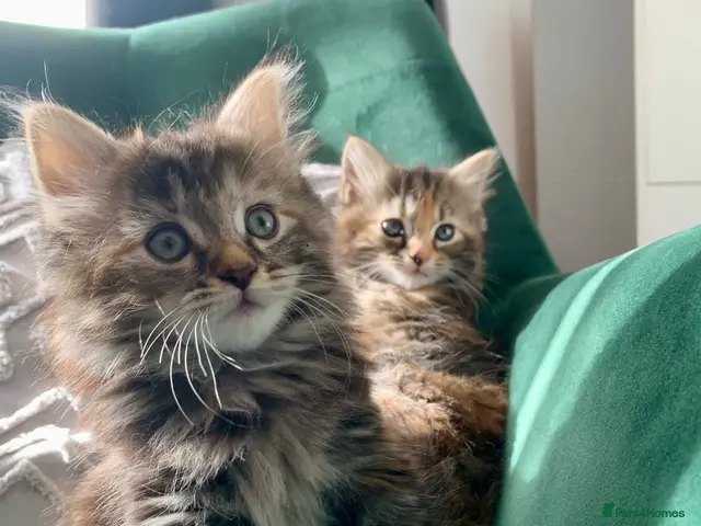 Mixed Breed cats longhaired female kittens (half Ragdoll mother) - Advert 11