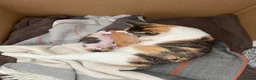 Mixed Breed cats for sale: Kittens for sale - Advert 3