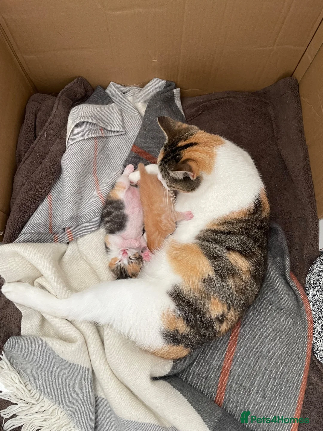 Mixed Breed cats for sale: Kittens for sale - Advert 3