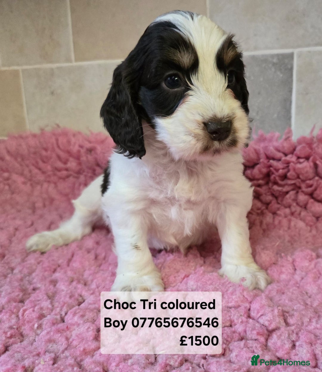 Cockapoo dogs for sale: Cockapoo Puppies Licenced Domestic Breeder - Advert 3