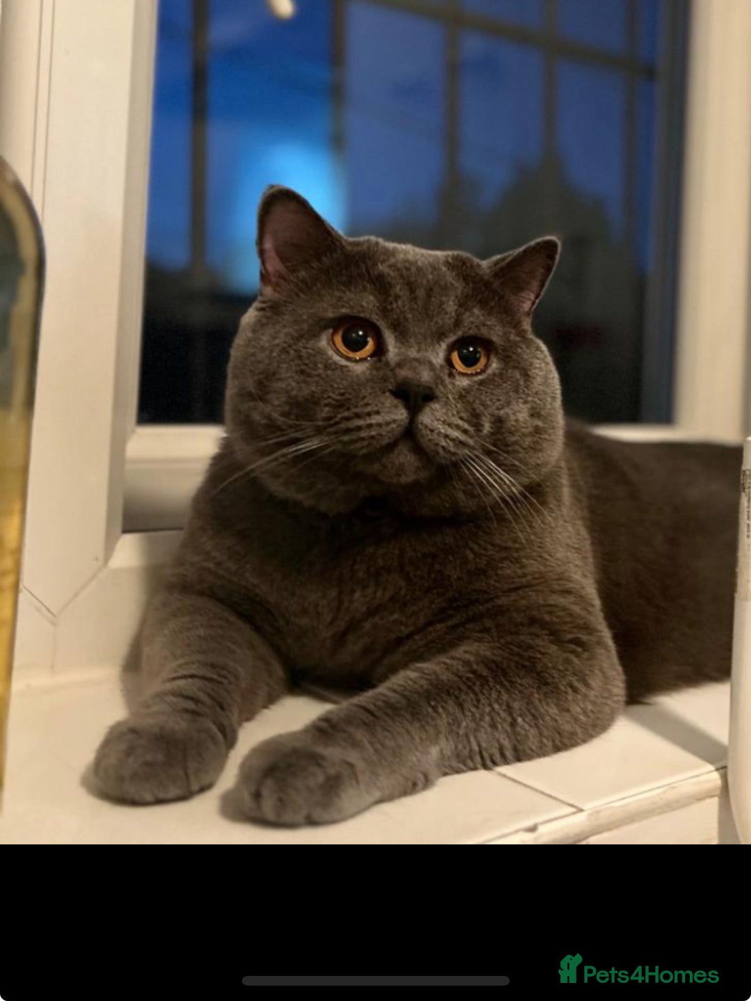 British Shorthair cats for stud: 💙Handsome GCCF Active Registered Blue BSH💙 - Advert 1