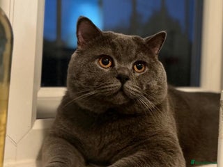 British Shorthair cats 💙Beautiful GCCF Active Registered Blue BSH💙 - Advert 5