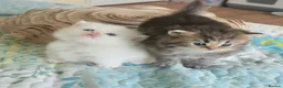 Persian cats for sale: Pedigree Minuet Persian kittens - Advert 2