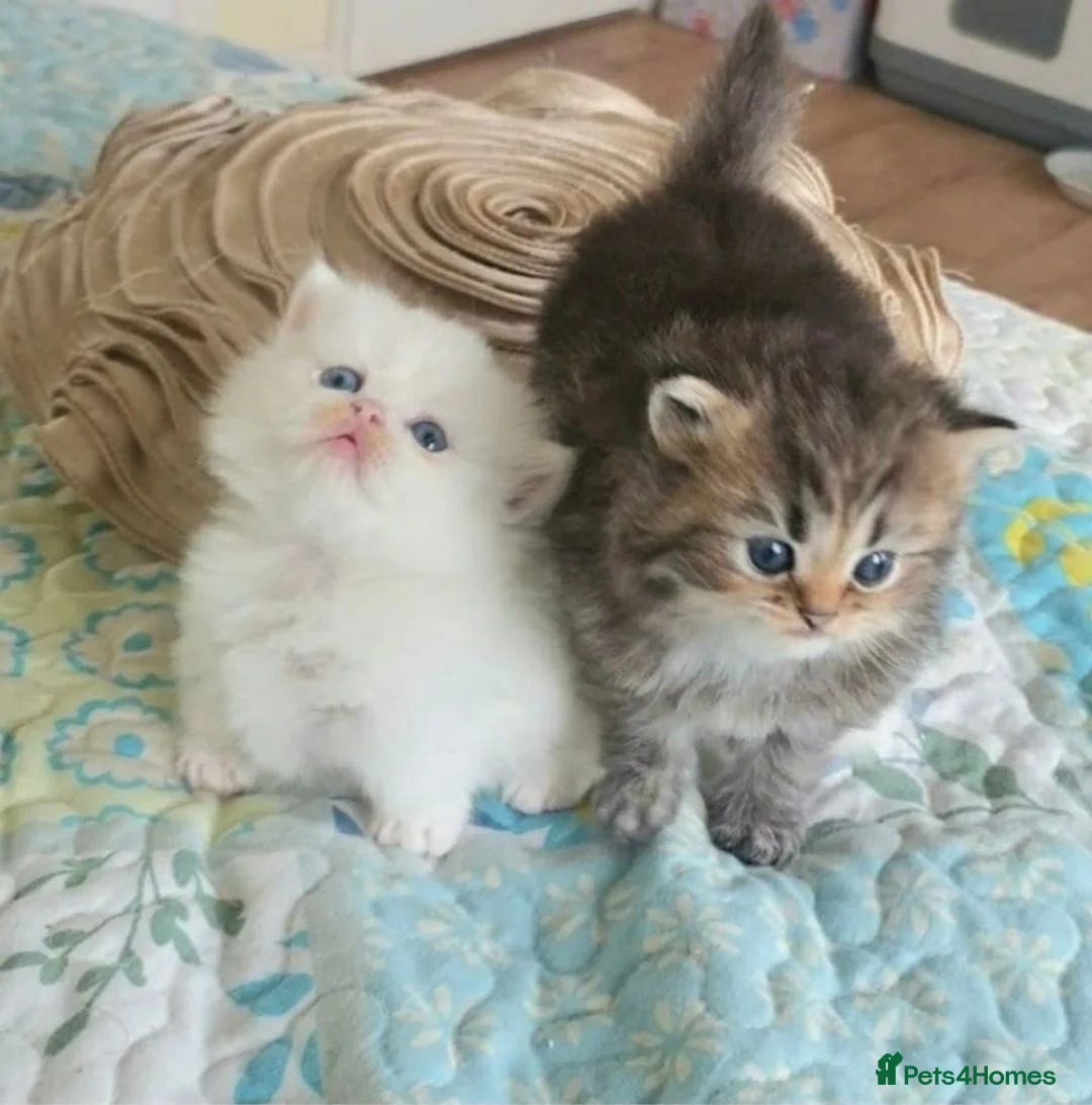 Persian cats for sale: Pedigree Minuet Persian kittens - Advert 2