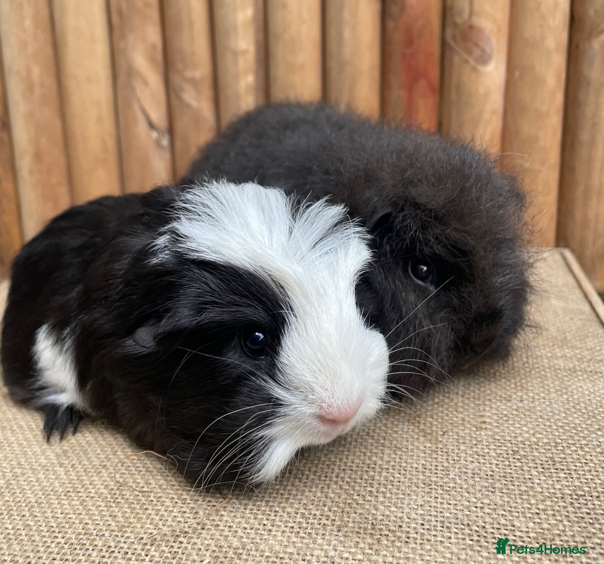 Guinea Pig rodents Baby boars ready now - Advert 4
