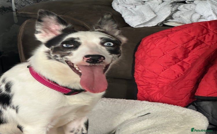 Border Collie dogs - Advert 2