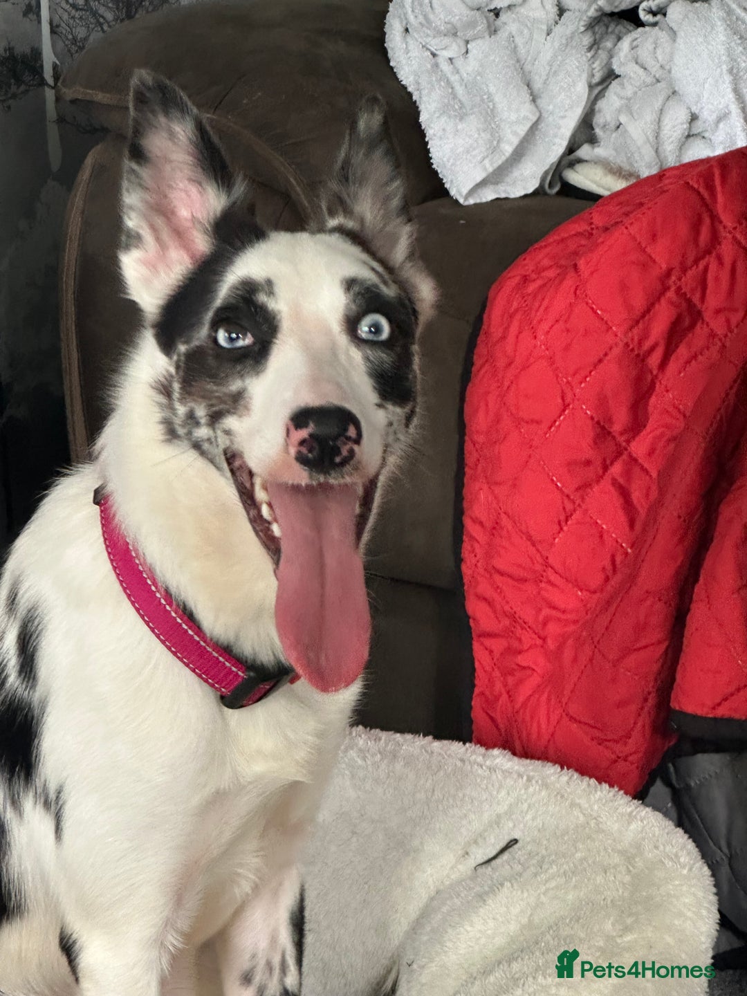 Border Collie dogs for sale: Male and female dog looking for a good  - Image 1