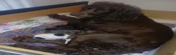 Cocker Spaniel dogs for sale: Beautiful Cocker Spaniel puppies  in Sheffield - Advert 17