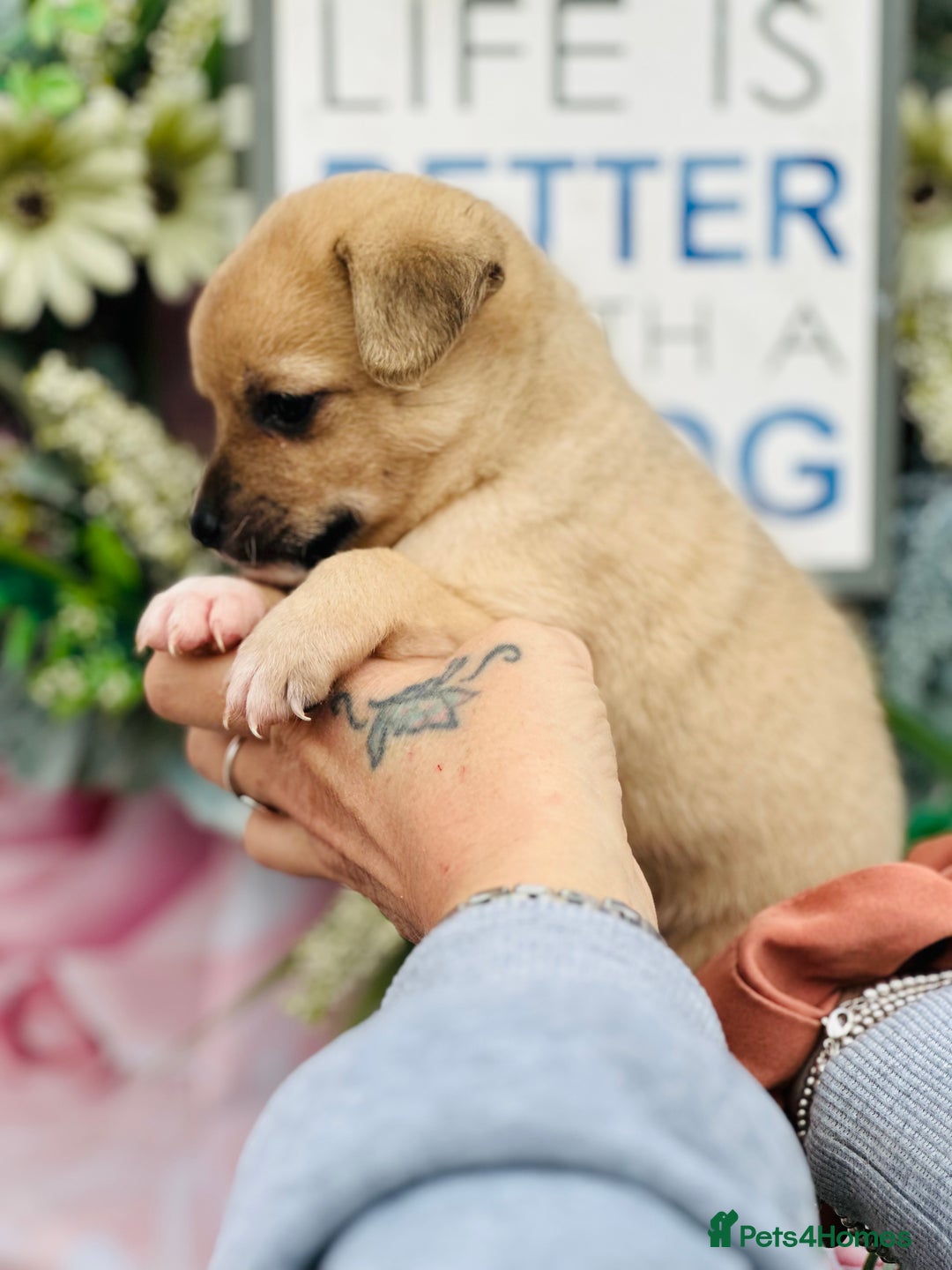Mixed Breed dogs for sale:  Beautiful puppies  - Image 5