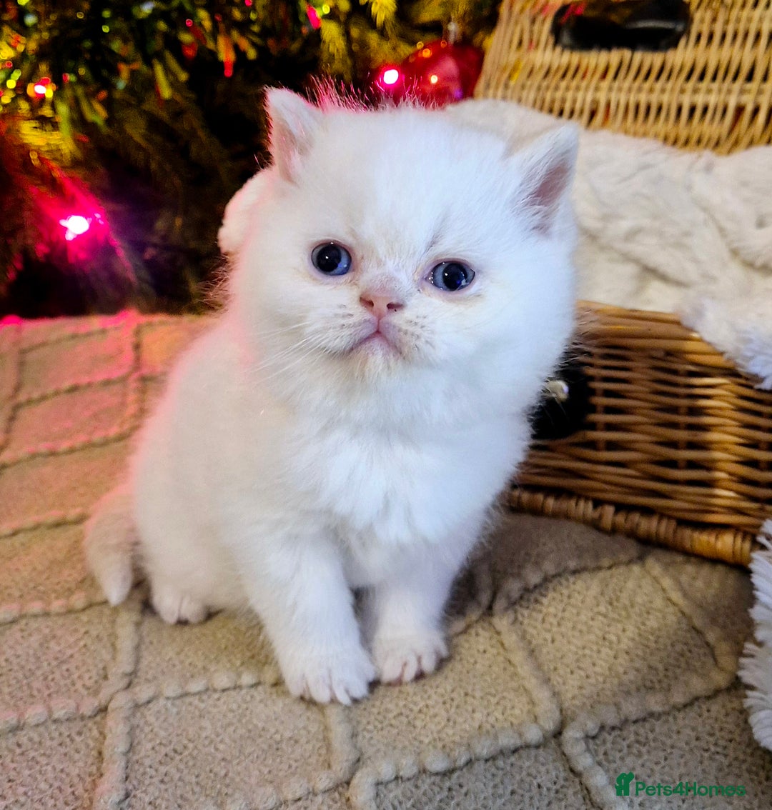 Mixed Breed cats for sale: Persian x british short hair - Advert 14