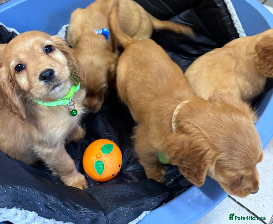 Cocker Spaniel dogs for sale: 🌈🌈Wilma’s 5 Baby’s Ready To Leave 🌈🌈 - Advert 2