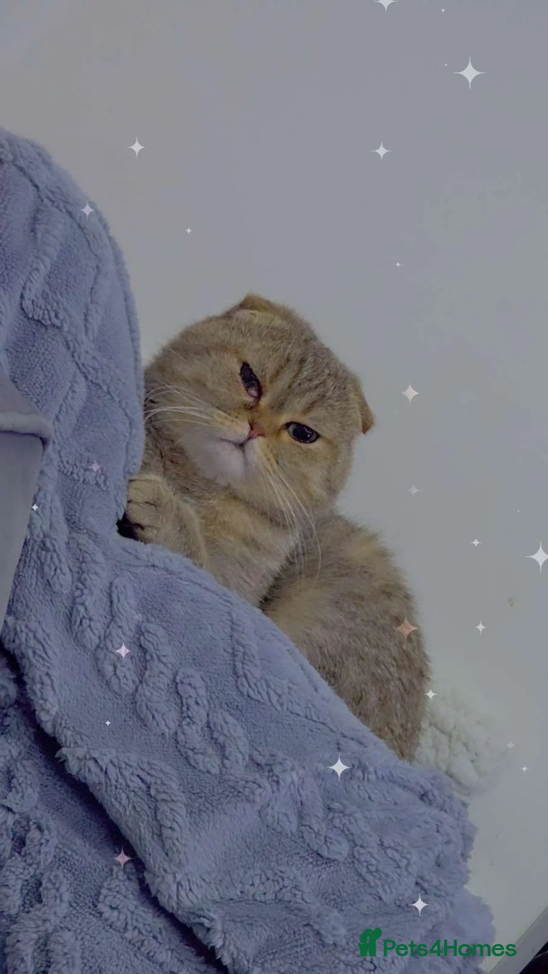 Scottish Fold cats for sale: Male Grey tabby scottish fold  - Advert 3