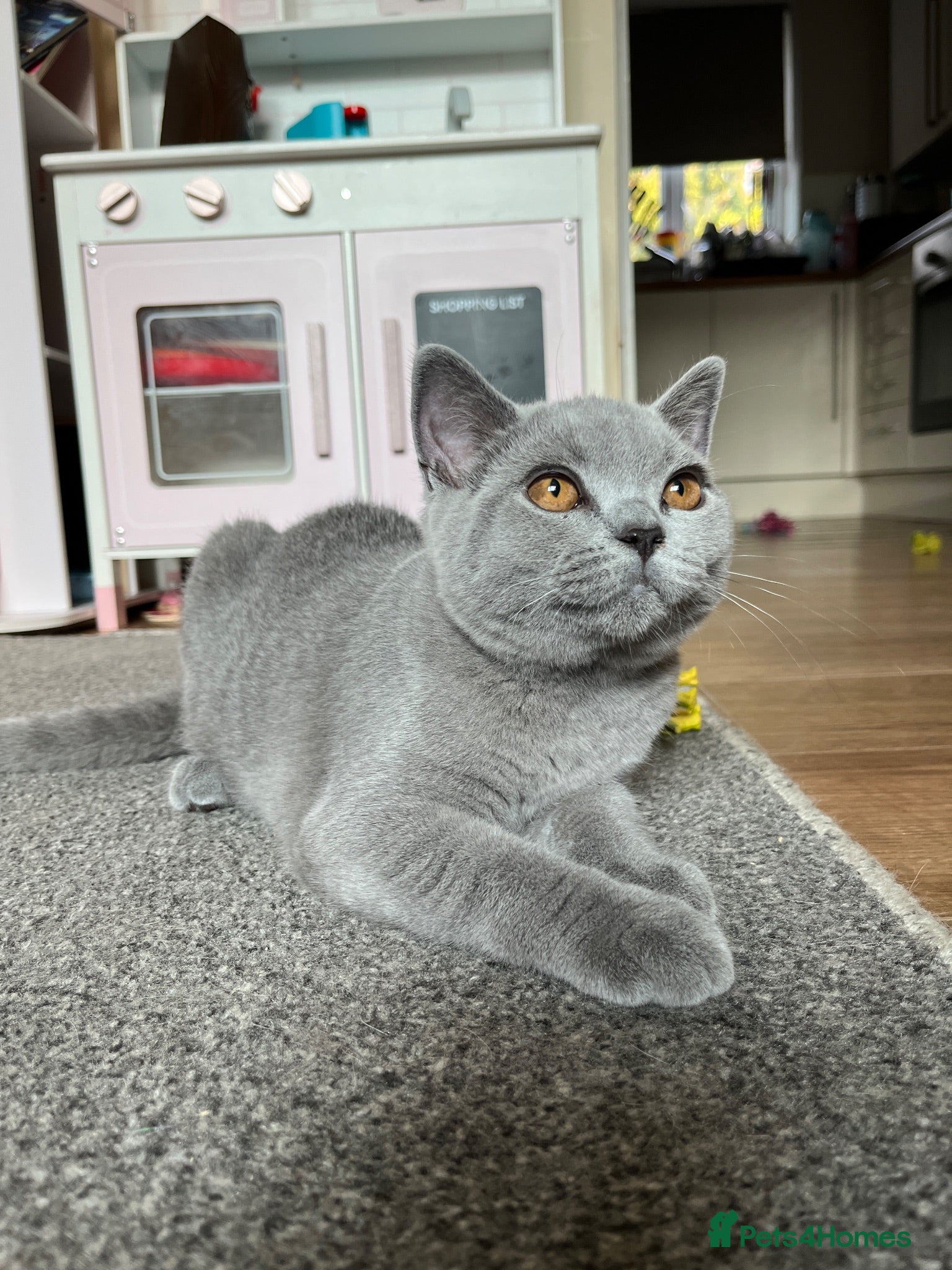 British Shorthair cats GCCF reg blue boy & lilac girl available 🩵💜 - Advert 2