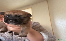 Mixed Breed dogs for sale: German shepherd cross chow chow/French bulldog  - Image 10