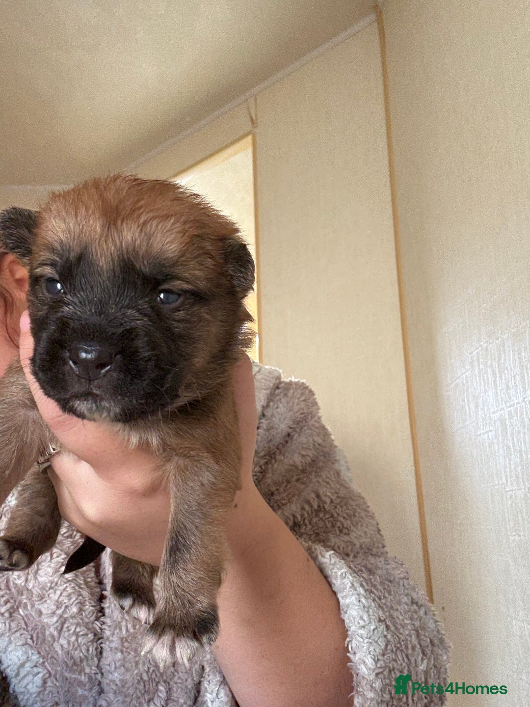 Mixed Breed dogs for sale: German shepherd cross chow chow/French bulldog  - Image 10