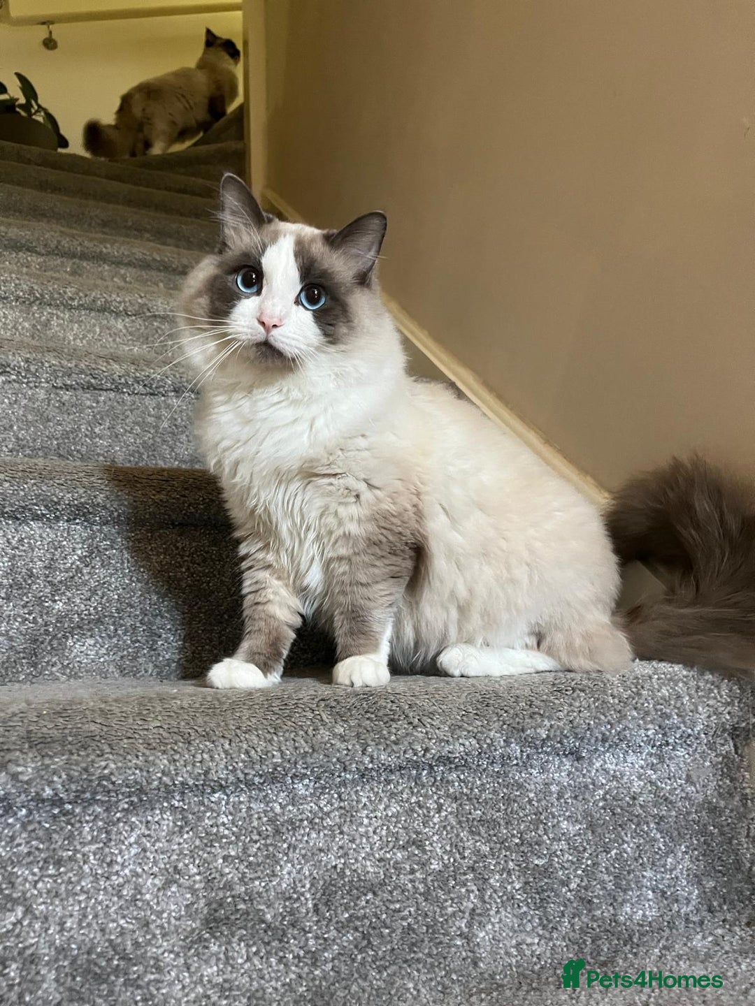 Ragdoll cats for sale: Purebred ragdoll kittens.1 girl & 3 boys-ready now - Advert 6