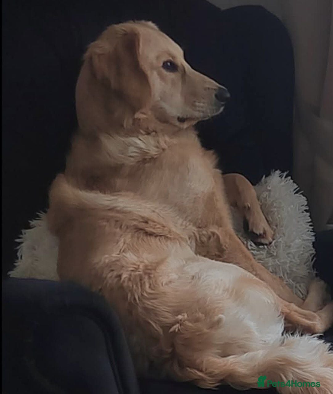 Goldendoodle dogs Mr Campbell  - Advert 7