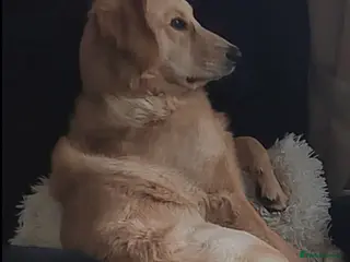 Goldendoodle dogs Mr Campbell - Advert 1