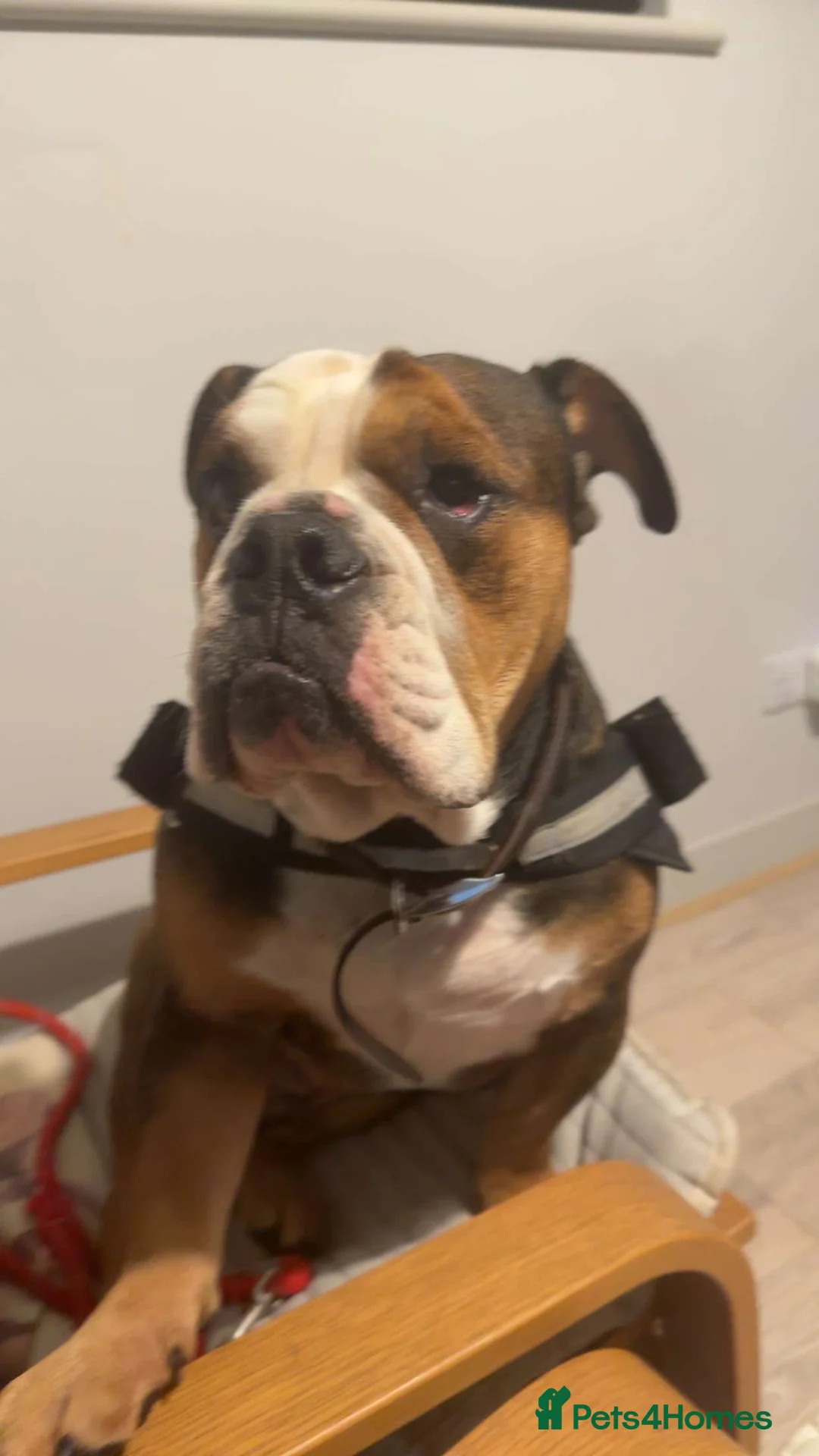 English Bulldog dogs for sale: Loving English Bulldog - Advert 3