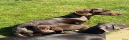 Miniature Dachshund dogs for sale: READY TO GO ! Miniature smooth haired dachshund - Advert 14