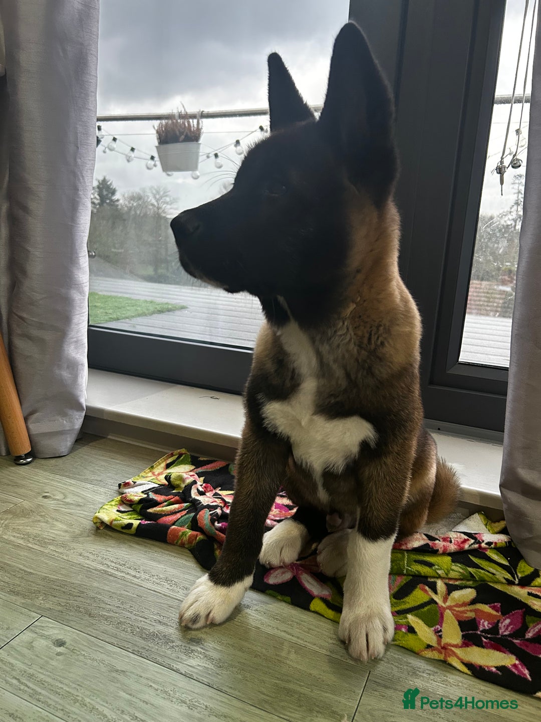 Akita dogs for sale: American Akita puppy looking for new home - Advert 11
