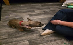 French Bulldog dogs for sale: Frenchie puppies - Image 22