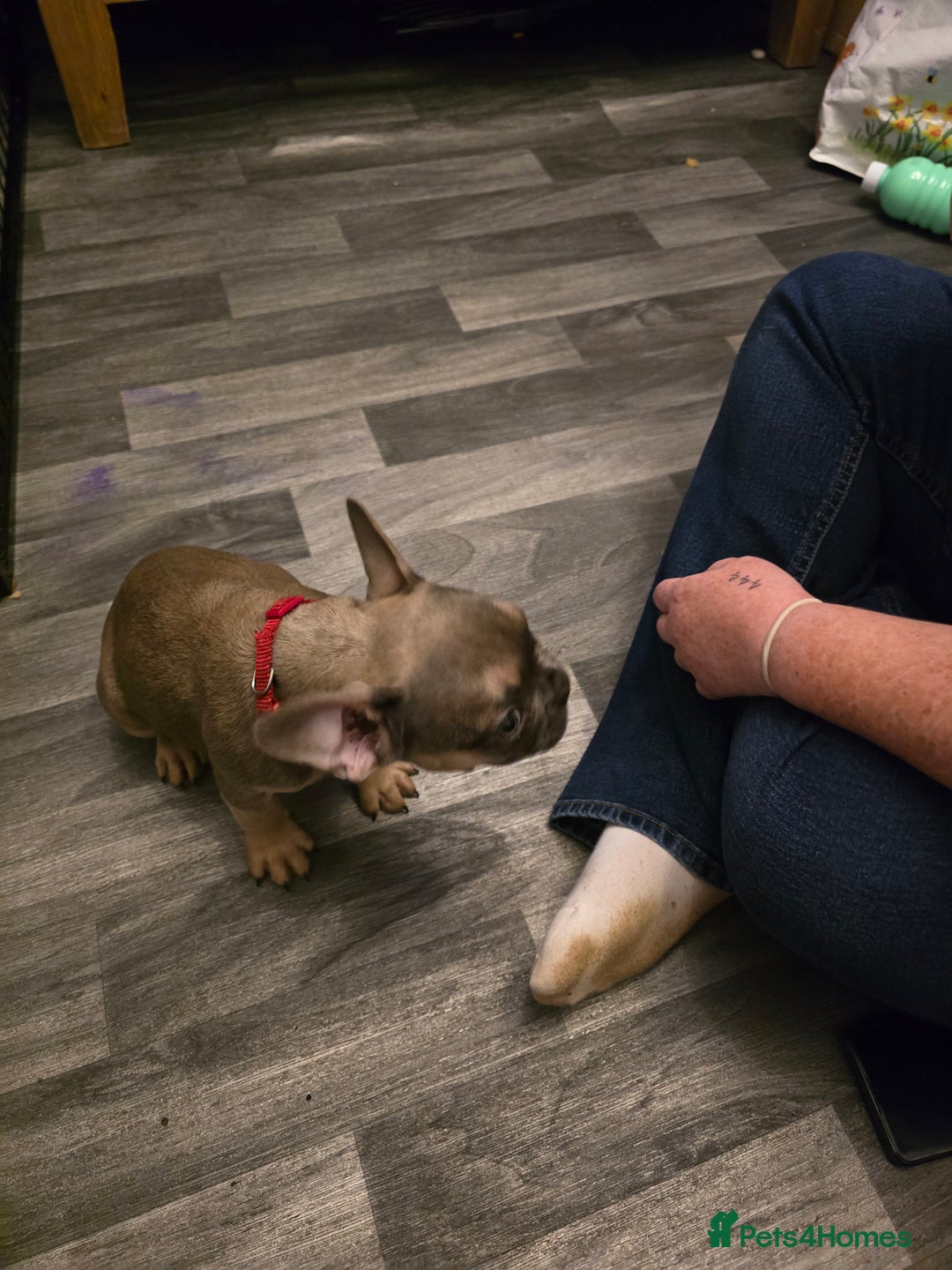 French Bulldog dogs for sale: Frenchie puppies - Image 22