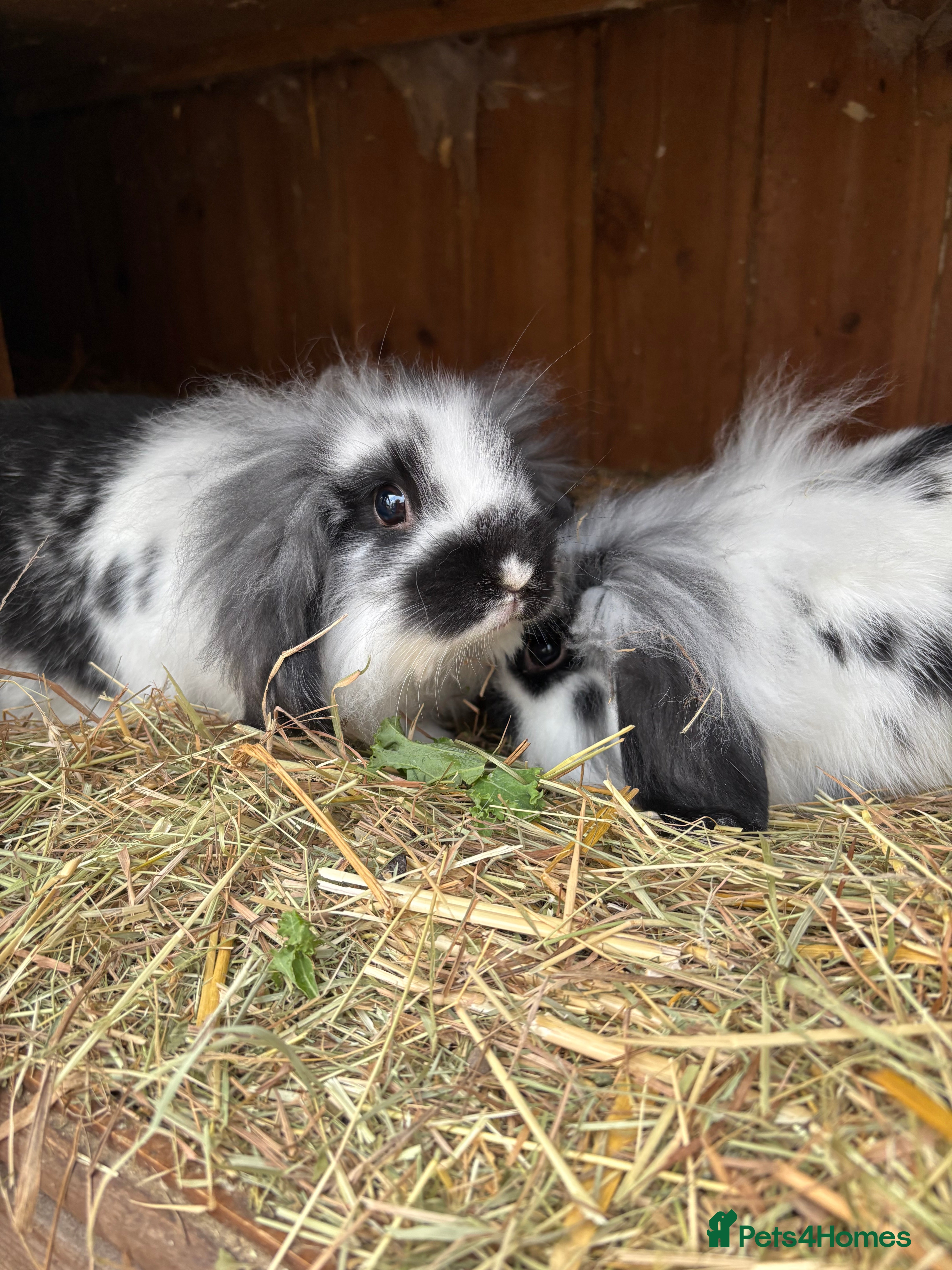 Mini Lop rabbits Stunning mini lop baby rabbits  - Advert 12