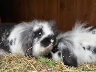 Mini Lop rabbits Stunning mini lop baby rabbits - Advert 12