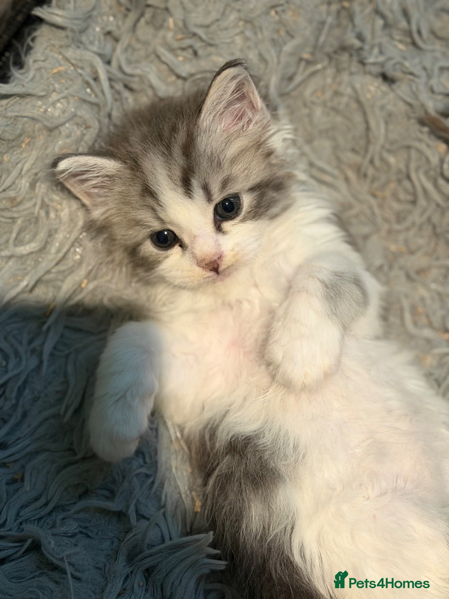Maine Coon cats Registered maine coon kittens - Advert 1