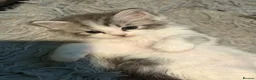 Maine Coon cats for sale: Pure maine coons - Advert 4