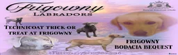 Labrador Retriever dogs for sale: 🖤 Quality RKC Labrador Puppies 🖤 Ready July 🖤 - Advert 1