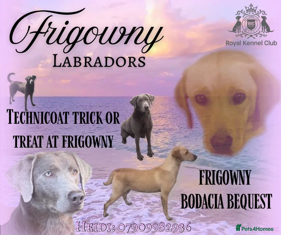 Labrador Retriever dogs for sale: 🖤 Quality RKC Labrador Puppies 🖤 Ready July 🖤 - Advert 1