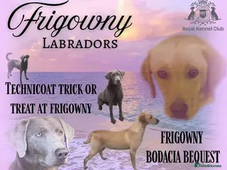 Labrador Retriever dogs for sale: 🖤 Quality RKC Labrador Puppies 🖤 Ready July 🖤 - Advert 1