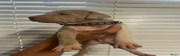 Mixed Breed dogs for sale: Beautiful bandog puppies  - Advert 12